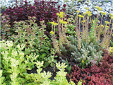 Icopal Icoflor Sprossensaat Sedum